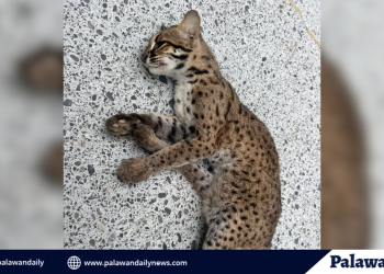Endangered Tamaral o Palawan Leopard Cat, patay sa San Vicente