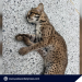 Endangered Tamaral o Palawan Leopard Cat, patay sa San Vicente