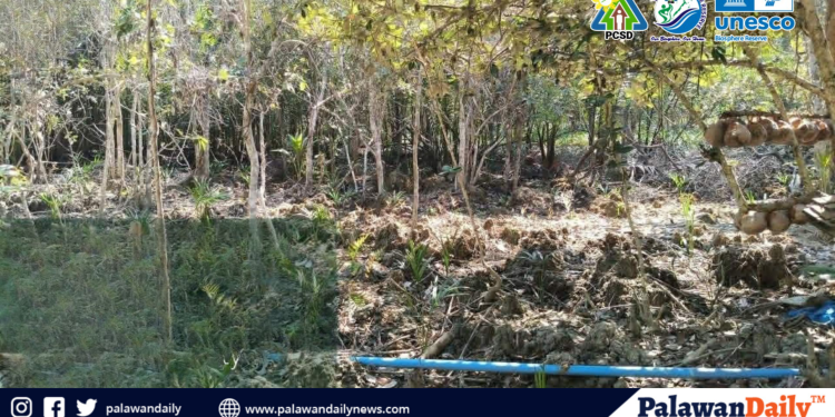 Need for dwelling space triggers mangrove cutting in Luzviminda
