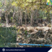 Need for dwelling space triggers mangrove cutting in Luzviminda