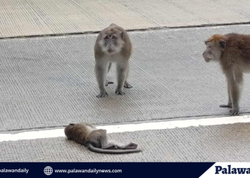 PAWS urges public to stop cruelty vs macaque