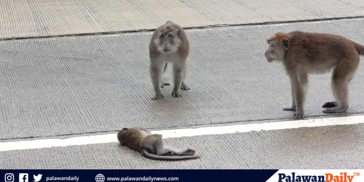 PAWS urges public to stop cruelty vs macaque