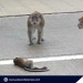 PAWS urges public to stop cruelty vs macaque