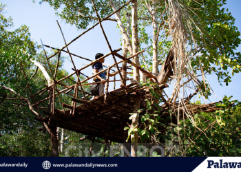 Structure in mangroves area demolished