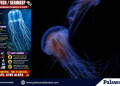 BFAR warns public vs Box jellyfish