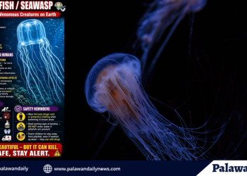 BFAR warns public vs Box jellyfish