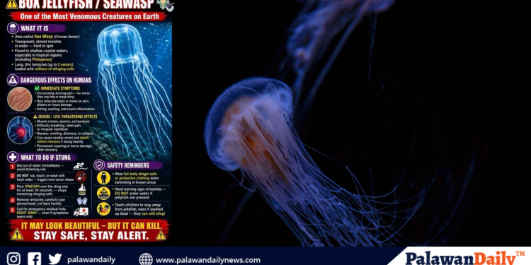 BFAR warns public vs Box jellyfish