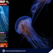 BFAR warns public vs Box jellyfish