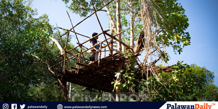 Structure in mangroves area demolished