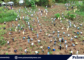 CBNC plants over 5,000 Palawan endemic trees to mark World Environment Day