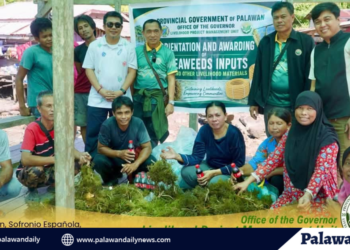 Palawan expands seaweed livelihood assistance to four southern municipalities