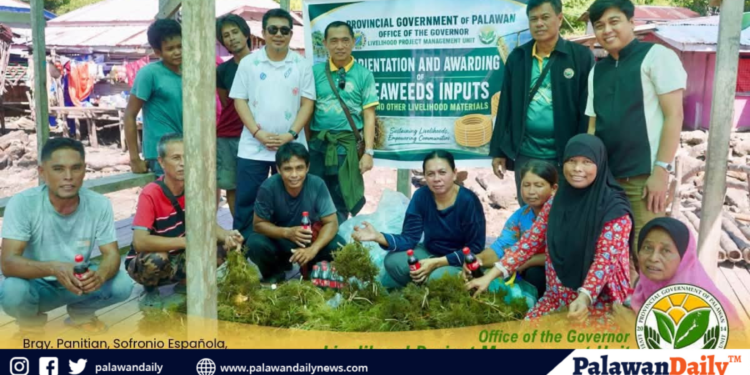 Palawan expands seaweed livelihood assistance to four southern municipalities