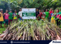 Solar power and crop support reach Bataraza indigenous families