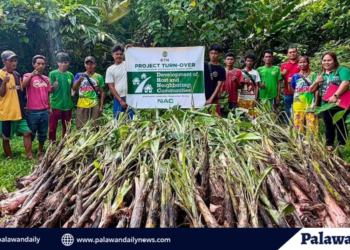 Solar power and crop support reach Bataraza indigenous families