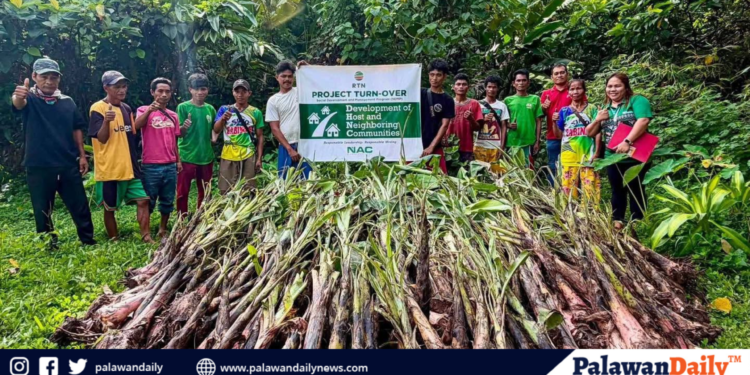 Solar power and crop support reach Bataraza indigenous families