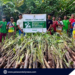 Solar power and crop support reach Bataraza indigenous families