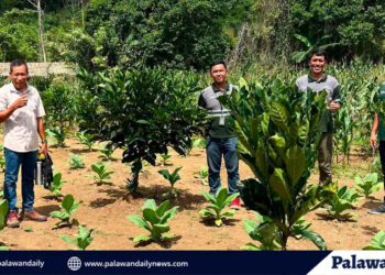 RTN, LGUs partner on 3-hectare intercropping plantation in Rizal