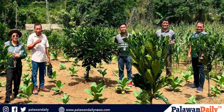 RTN, LGUs partner on 3-hectare intercropping plantation in Rizal