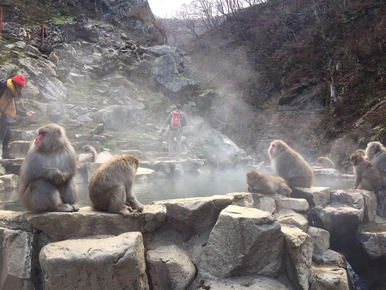 The amazing bathing monkeys of Japan
