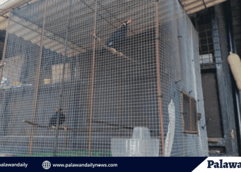 Endangered palawan hill mynah rescued in coron, palawan