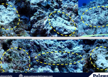 Mga kinatawan ng DepEd Palawan, humarap sa Provincial Board Members; BM Maminta, dismayado sa sagot ng ilang opisyal