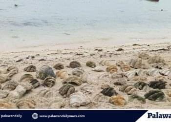 182 giant clam shells unearthed in Balabac after 11 years under sand