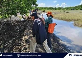 Catholic church’s IP apostolate arm to launch mangroves conservation