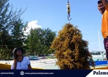 BFAR to construct 4 seaweeds warehouses in Palawan