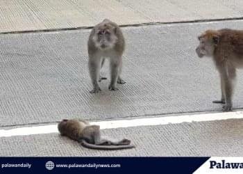 Baby Macaque dead on Puerto Princesa road; wildlife feeding seen as cause of risky behavior