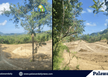 PCSD, nilinaw ang umano’y pamumutol ng kahoy para sa motocross event sa El Nido