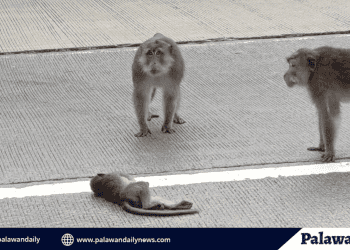 PAWS urges public to stop cruelty vs macaque