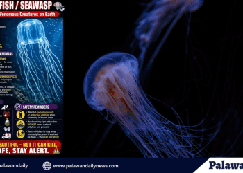 BFAR warns public vs Box jellyfish