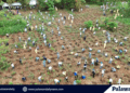 CBNC plants over 5,000 Palawan endemic trees to mark World Environment Day